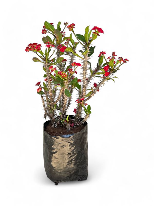 Euphorbia Milii (Christ Thorn) Compact Red 10L