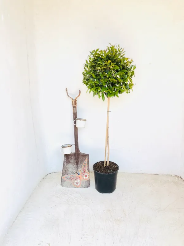 Syzygium brush cherry Standard 900mm