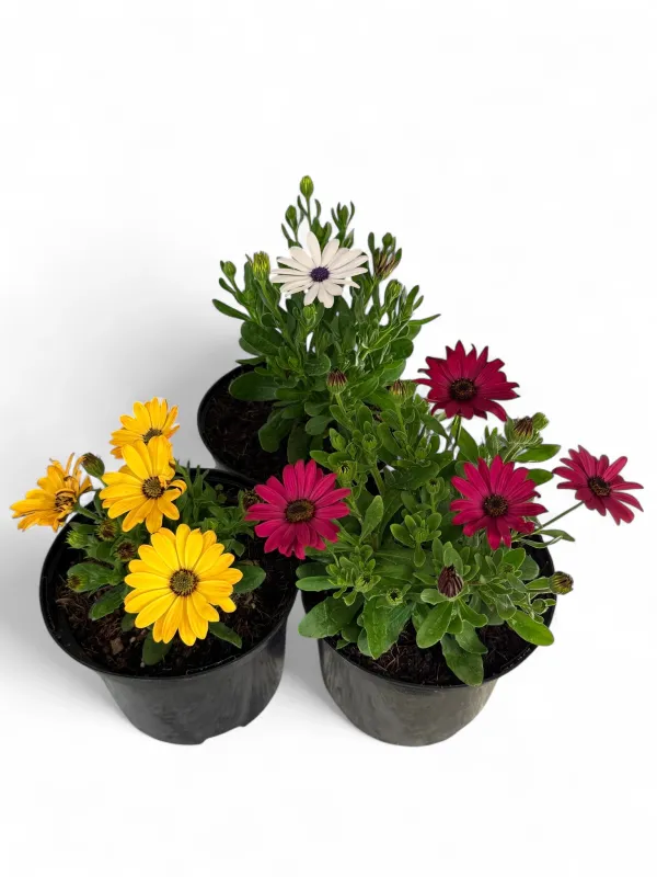 Osteospermum Mixed Colours 17cm