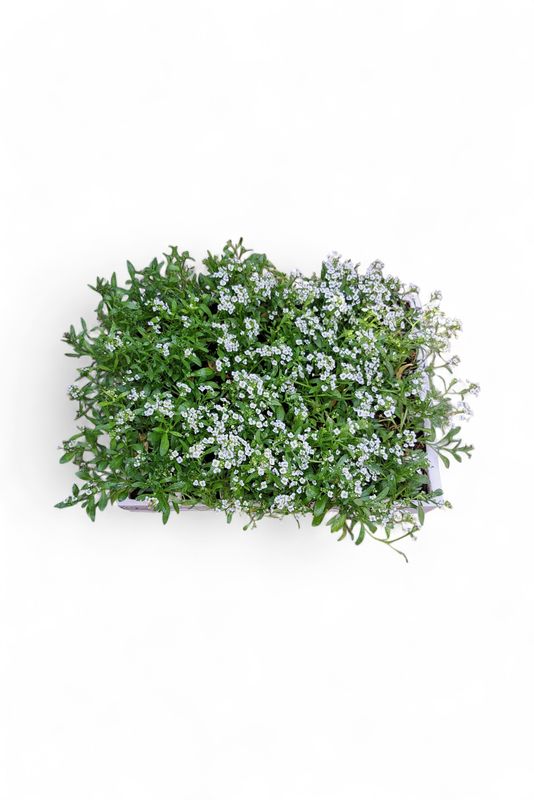 Alyssum Snow Crystal White Seedlings 30 Pack