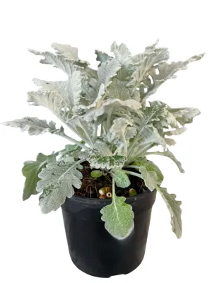 Dusty Miller "Senecio Cineraria" 14cm