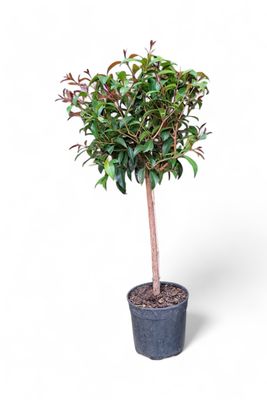 Syzygium Brush Cherry Patio Standard 19cm Pot  H 800mm