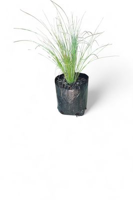 Stippa Tenuissima 15cm Pot