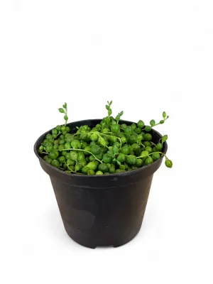 Senecio Rowleyanu "String Of Pearls" 12cm