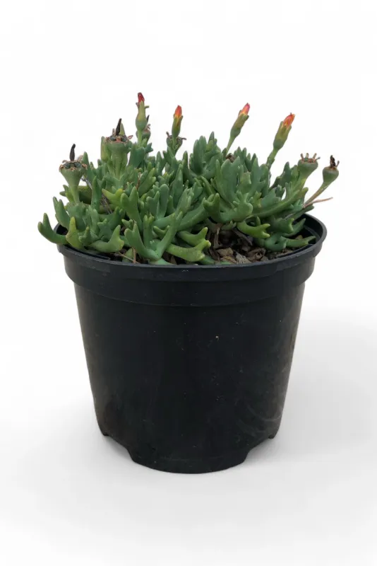 Rhombophyllum Dolabriforme "Elkhorn Plant" 15cm Pot