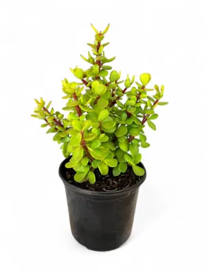 Portulacaria Afra (Spekboom) 15cm