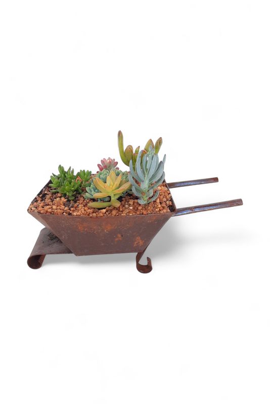 Tin Wheelbarrow with Succulent Mix
