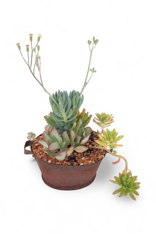 Tin Sinkbad with Succulent Mix