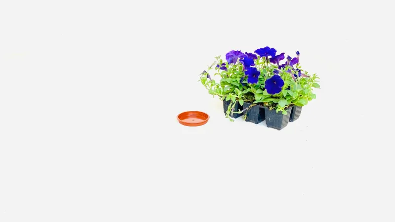 7,5cm Saucer Terracotta Width 7.5cm