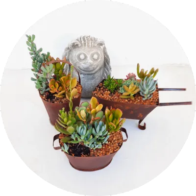 Tin Planters with Succulent Mix
