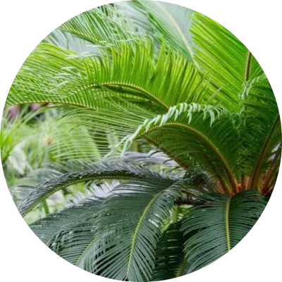 Cycas