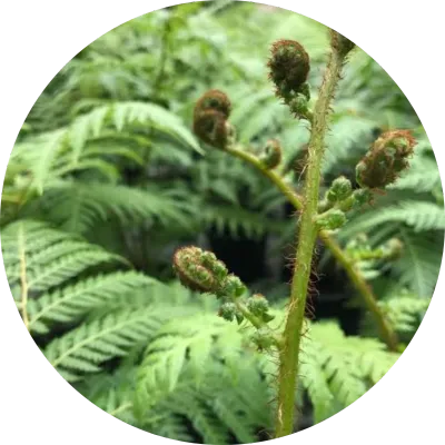 Ferns