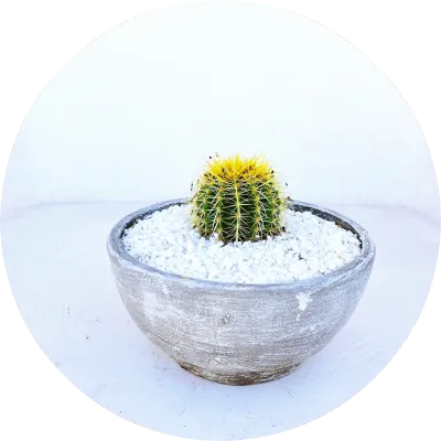 Succulent and Cactus Pots