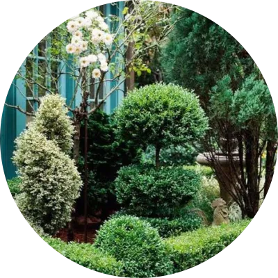 Patio Topiary Range