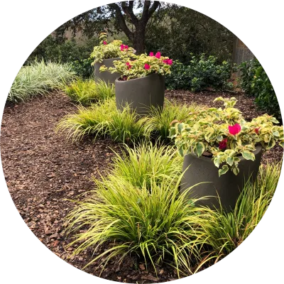 colorweis premier growers