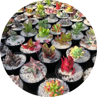 Succulents