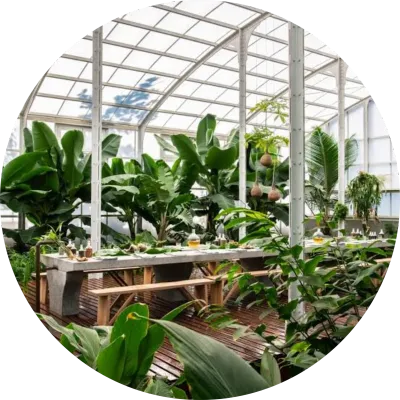 Indoor, Veranda and Lapa Pot Plants