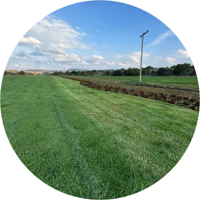 Lawn Care &amp; Treatment