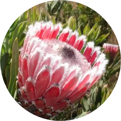 Proteas