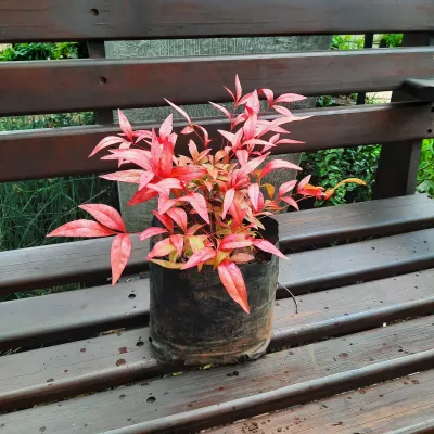 Nandina Pygmaea "dwarf Sacred bamboo" 4Liter
