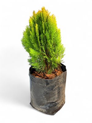 Platycladus orientalis "Aurea Nana Compact Arborvitae" 10Liter