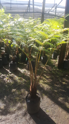 Cyathea Australis Tree fern 10 Liter