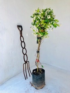 Star jasmine Standard 10 liter bush nice plants Star jasmine Standard 10 liter bush nice plants