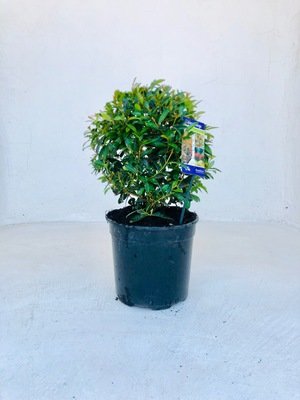 Syzygium brush cherry ball 23cm Pot Syzygium brush cherry ball 23cm Pot