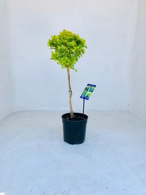 Duranta Patio Standard 19cm Pot H800mm Duranta Patio Standard 19cm Pot H800mm
