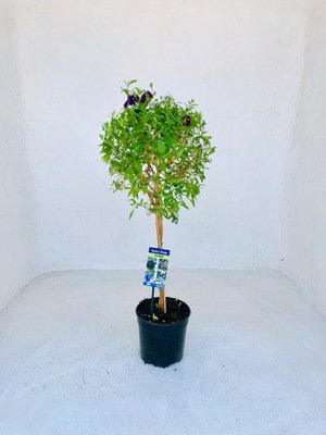 Solanum Braided Patio Standard 19cm Pot
H 800mm Solanum Braided Patio Standard 19cm Pot
H 800mm