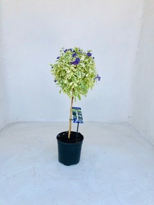 Solanum Variegated Patio Standard 19cm Pot H800mm Solanum Variegated Patio Standard 19cm Pot H800mm