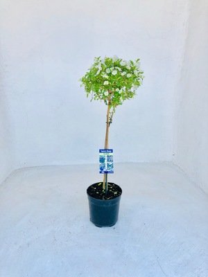 Solanum White Patio Standard 19cm Pot H800mm Solanum White Patio Standard 19cm Pot H800mm