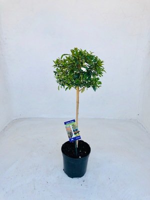 Syzygium brush cherry Patio Standard 19cm Pot
H 800mm Syzygium brush cherry Patio Standard 19cm Pot
H 800mm