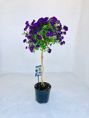 Solanum Purple Patio Standard 19cm Pot H800mm Solanum Purple Patio Standard 19cm Pot H800mm