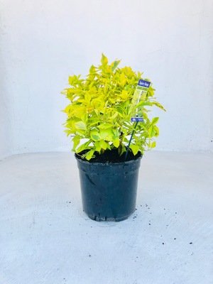 Duranta Variegated Ball 23cm Pot Duranta Variegated Ball 23cm Pot