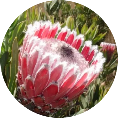Proteas