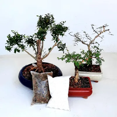 Bonsai Pebbles R39 each