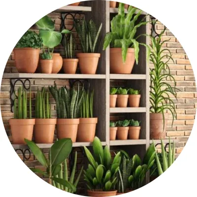 Terracotta/Ceramic Pots