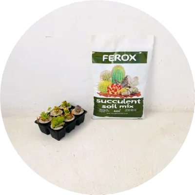 Succulent, Cactus and Bonsai Soil Mixes