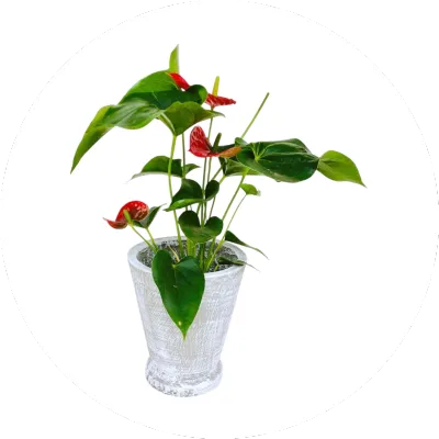 Small Pots