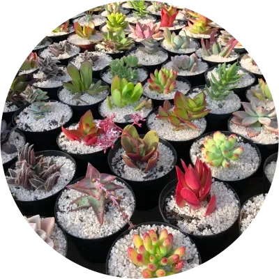 Succulents