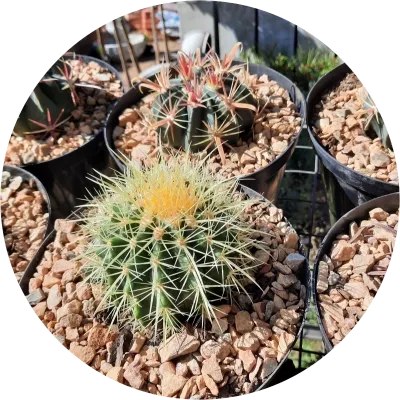Cactus