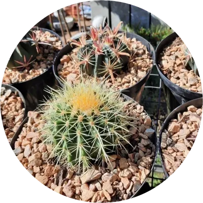 Cactus