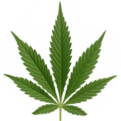Cannabis Plants