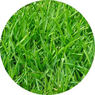 Instant Lawn and Grass Services