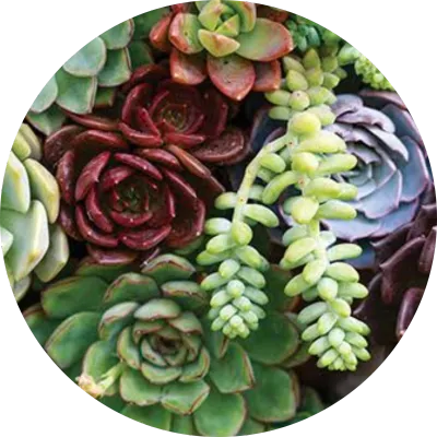 Succulents and Cactus