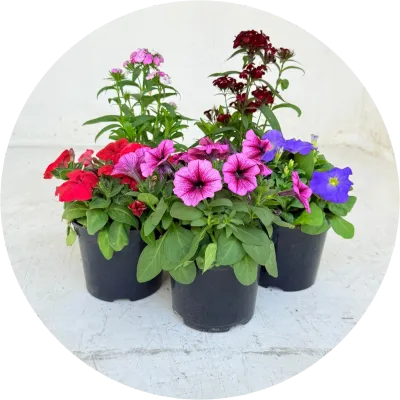 Colour Pleasure &amp; Perrenial