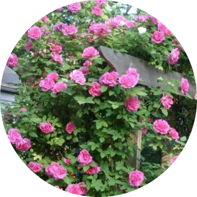 Roses