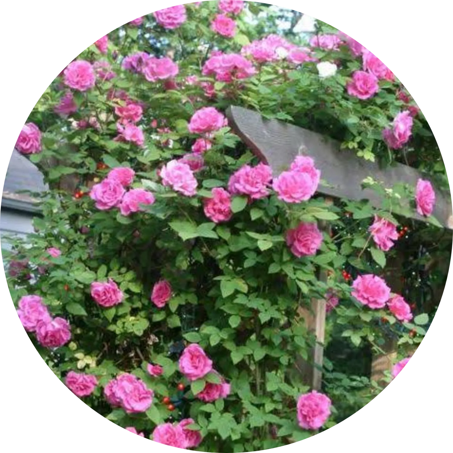 Roses