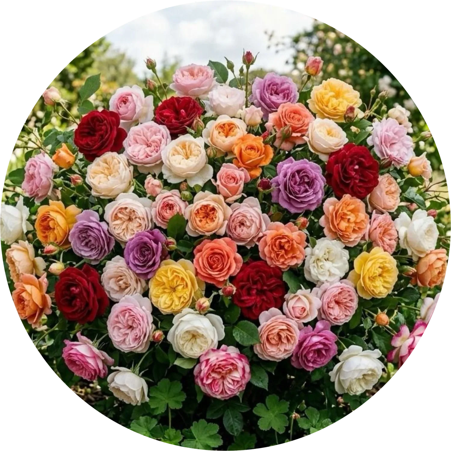 Roses